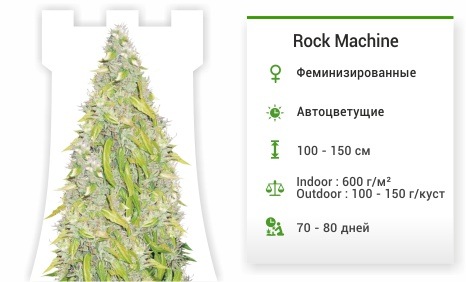 Rock Machine auto (Doctor’s Choise)