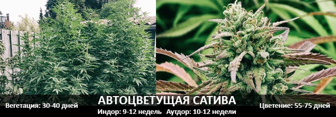 Автоцветущая сатива Пеирод цветения и вегетации автоцветущей сативы