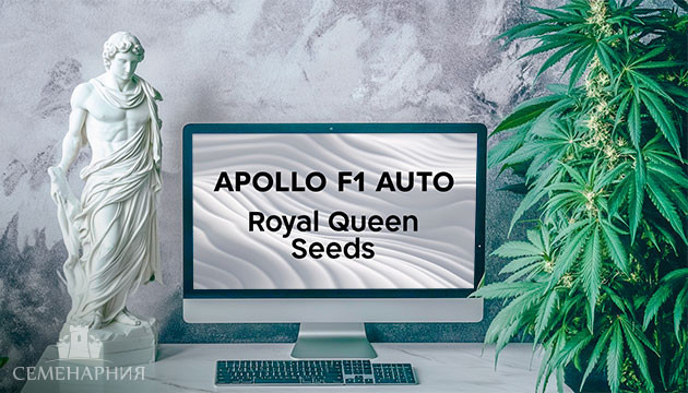 Гроурепорт сорта Apollo F1 Auto