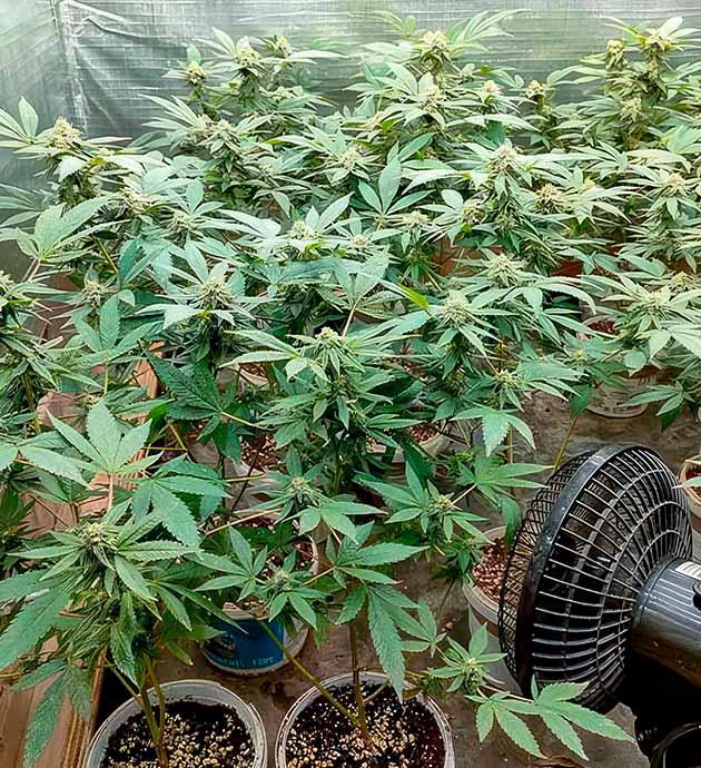 Кусты Godzilla Glue #4 на стадии цветения