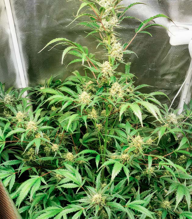 Куст Zkittlez Auto на 8 неделе выращивания