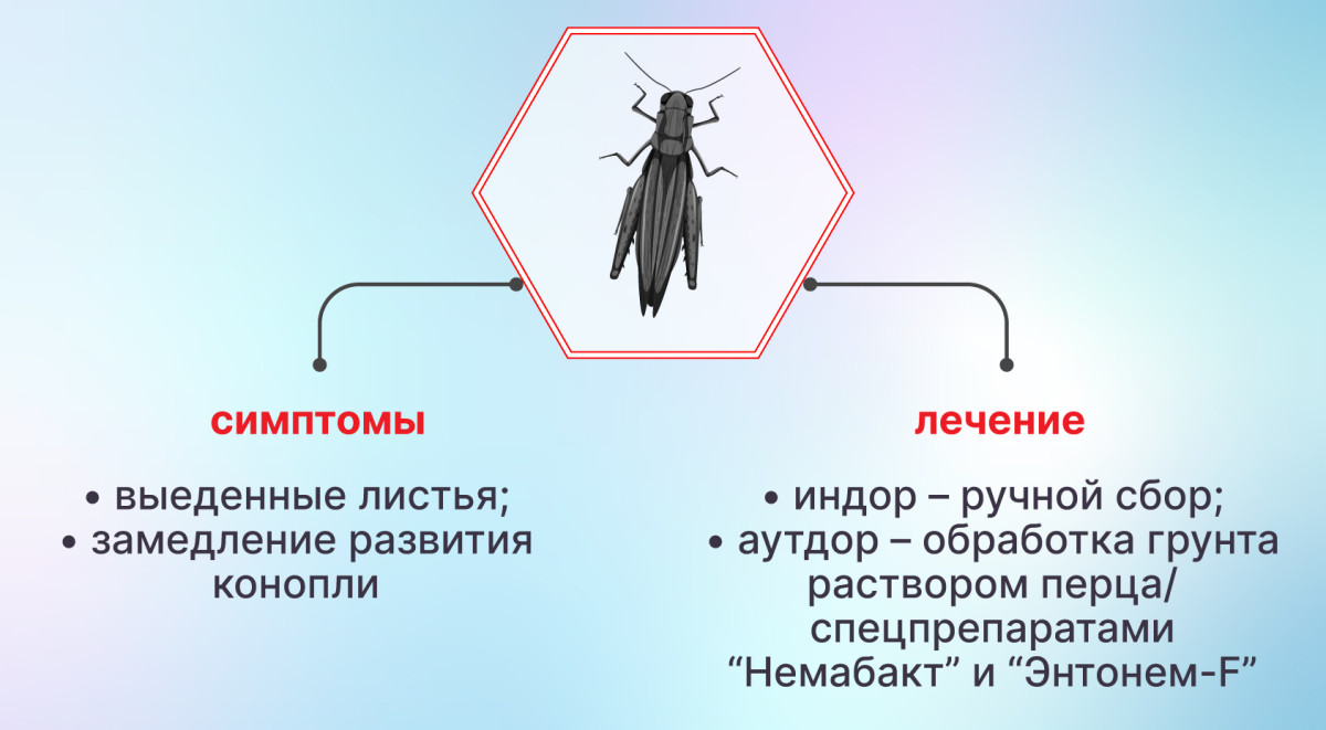 Сверчки на конопле
