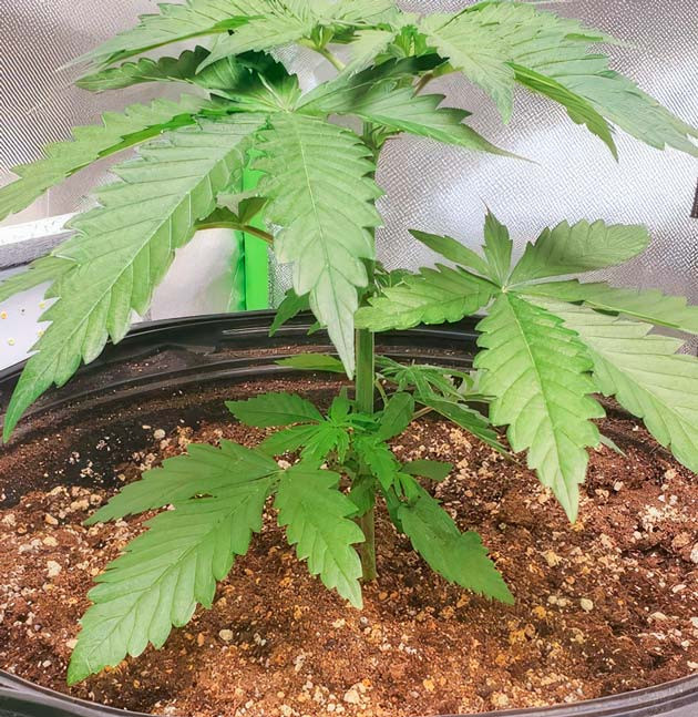 Растишка Cafe Racer на 3-4 неделе выращивания