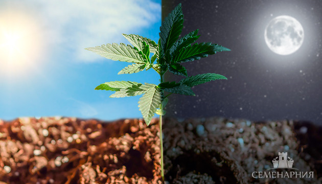 Световой режим для пересадки конопли