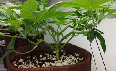 Суперкроппинг конопли Метод формирования куста прищипыванием (Supercropping)