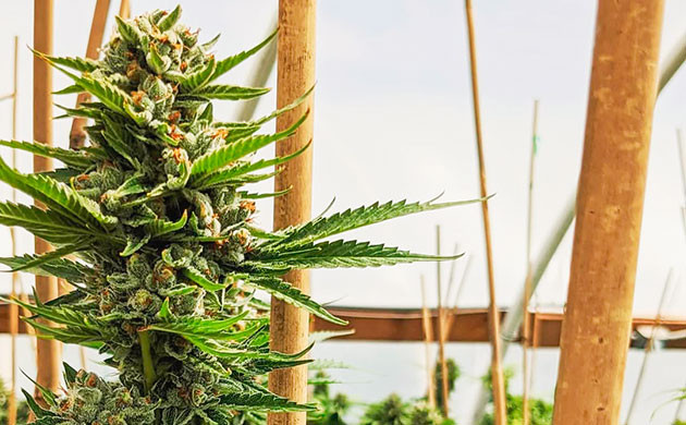 Каркас теплицы для конопли