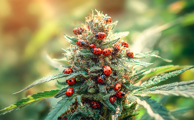 Защита конопли от насекомых-вредителей в аутдоре