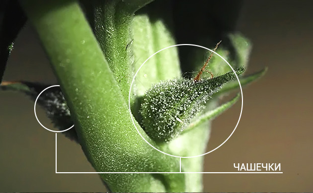 Чашечки конопли