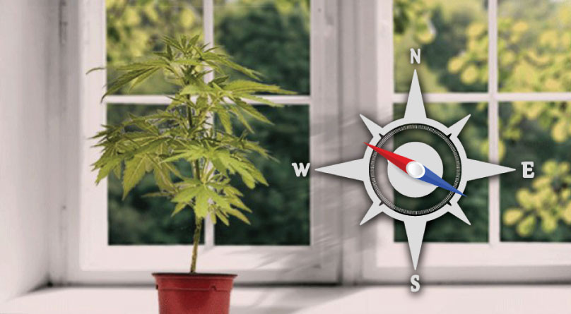 Выбор места для куста конопли на подоконнике Выбор места для горшка с каннабисом
