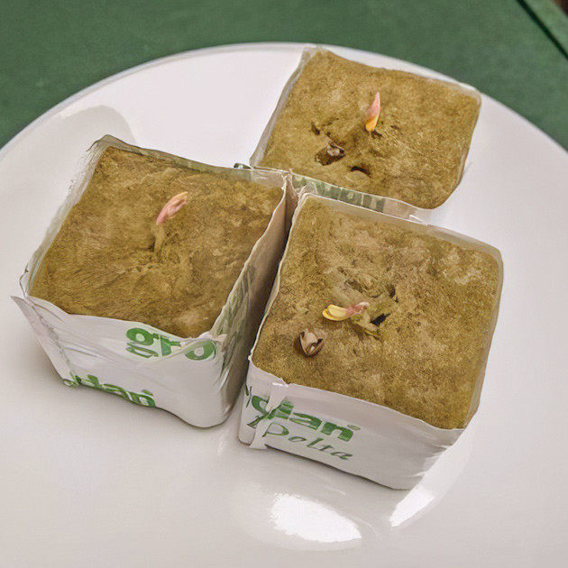 Старт грова: проращивание семян в минеральной вате