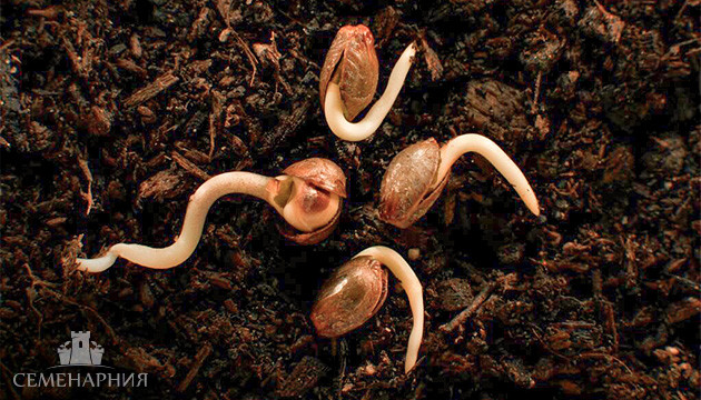 Семена марихуаны для открытого грунта