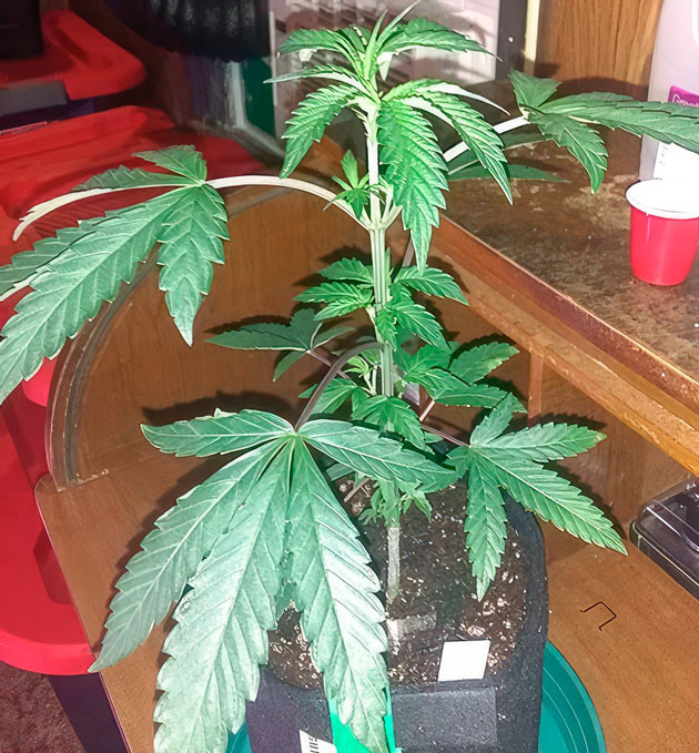 Куст Vanilla Frosting на стадии вегетации