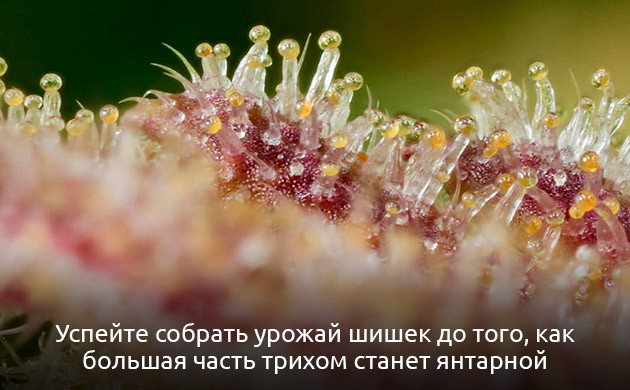 Выбор правильного времени сбора урожая