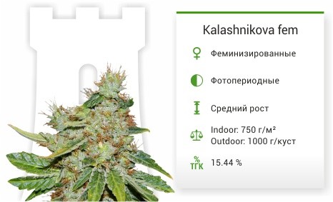 Сорт марихуаны Kalashnikova Kalashnikova fem от Green House Seeds