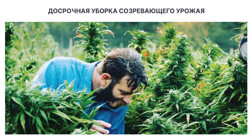 Уборка урожая в аутдоре