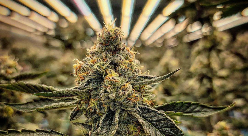 Куст под LED лампой