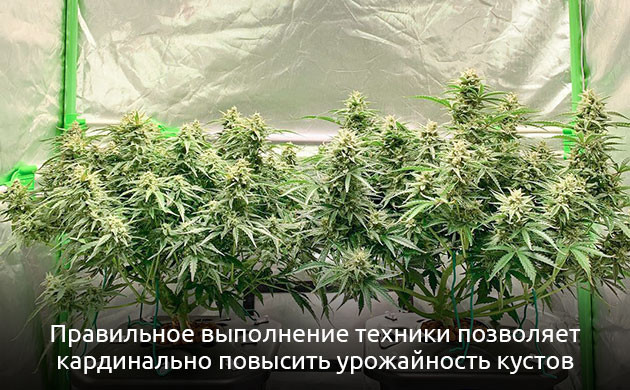 Мейн-лининг повышает урожайность