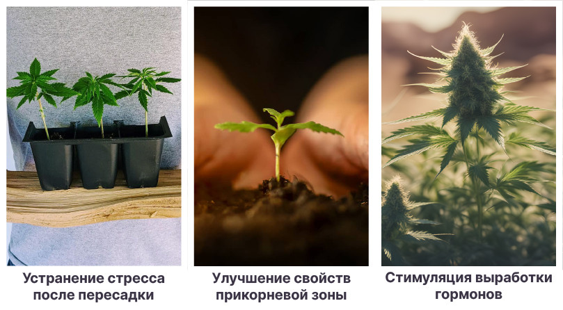 Плюсы стимуляторов роста в аутдоре