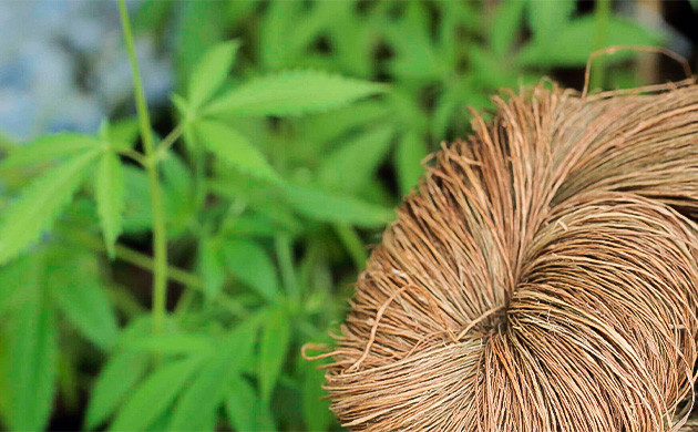 Веревка из стеблей конопли