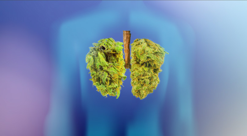 Как долго конопля остается в организме?