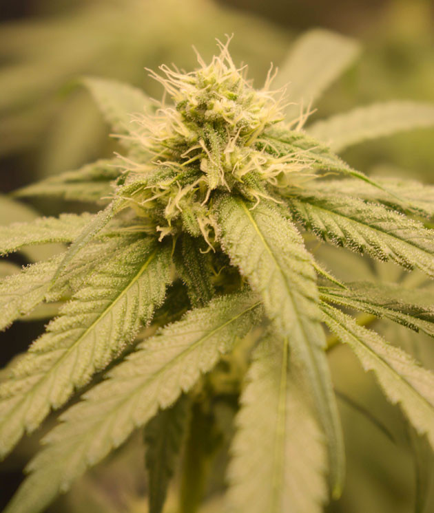 Куст Banana Punch от Barney's Farm на 10-11 неделе