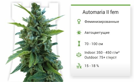 Automaria II fem от Paradise Seeds