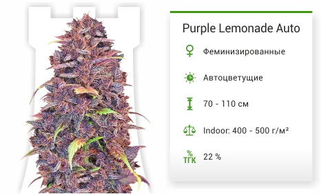 Purple Lemonade Auto от FastBuds