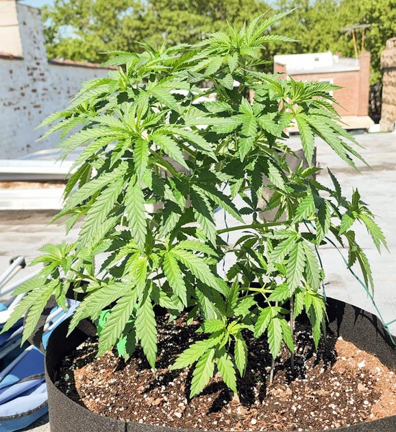 Куст сорта конопли Runtz Punch на улице