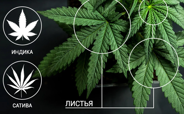 Лист конопли