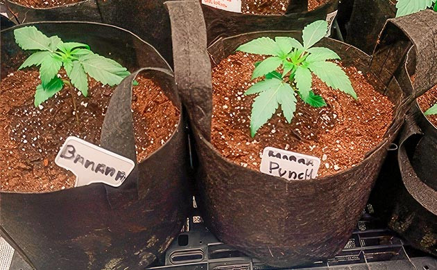 Растишки Banana Punch на стадии вегетации