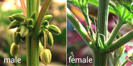 Как отличить мужские соцветия от женских?
