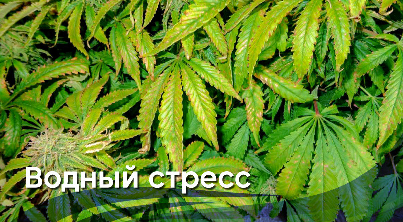 Перелив конопли