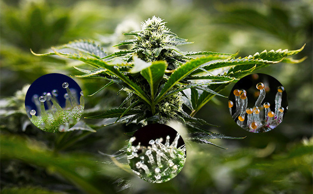 Смена цвета трихом от прозрачного до молочного