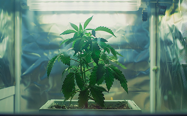 Уход за коноплей на вегетации