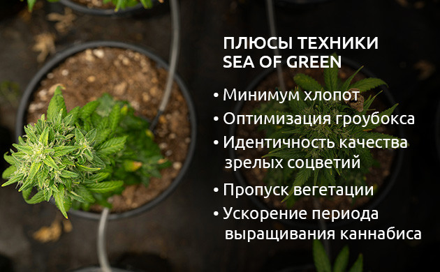 Преимущества метода SOG Плюсы техники SOG