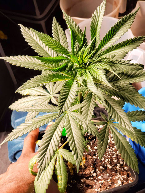 2 неделя выращивания