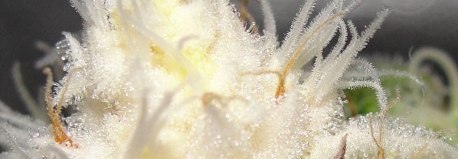 Белые наросты на макушке конопли