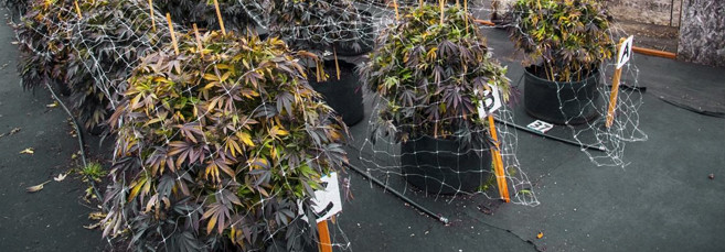 Выращивание конопли в гроубэгах