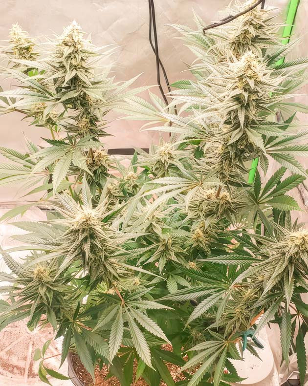 Куст Cafe Racer от Blimburn Seeds на 12-14 неделе