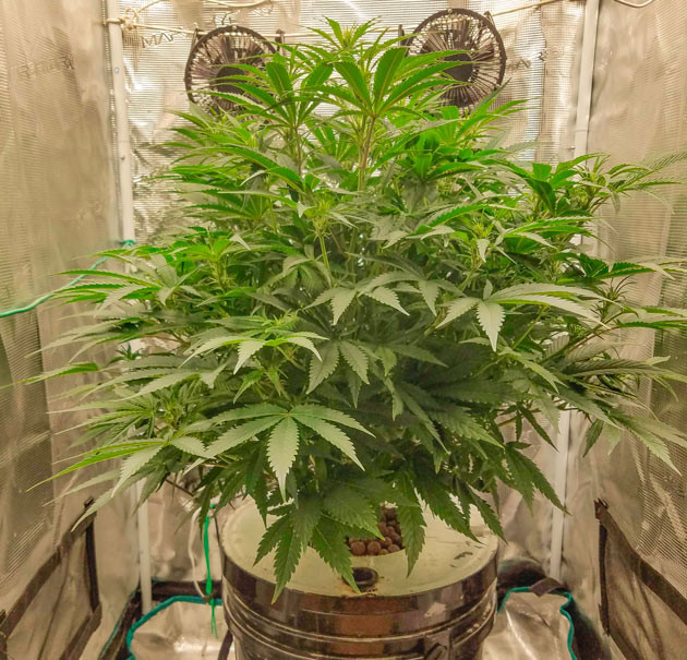 Куст Bruce Banner Auto от FastBuds на стадии цветения