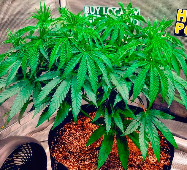 Куст DDoS #33 от сидбанка Herbies Seeds на 5 неделе