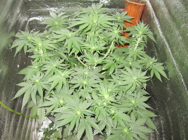 Куст Dozy Cookies от AlphaFem Seeds на 7-8 неделе выращивания