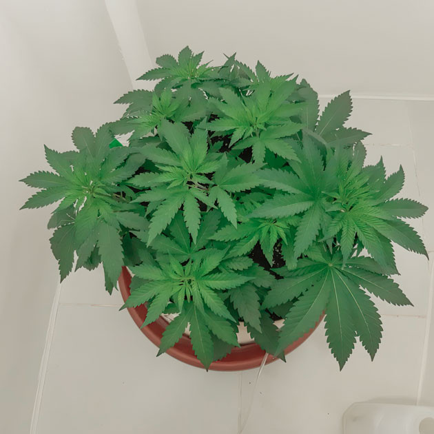 Куст Blackberry Moonrocks от AlphaFem Seeds на стадии вегетации