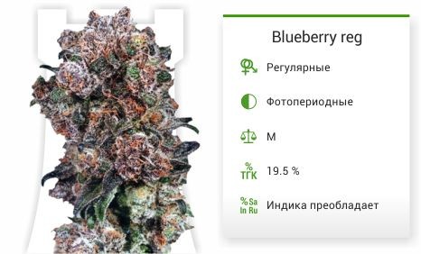 Blueberry reg от Dutch Passion