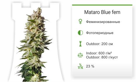 Mataro Blue fem от Kannabia Seeds