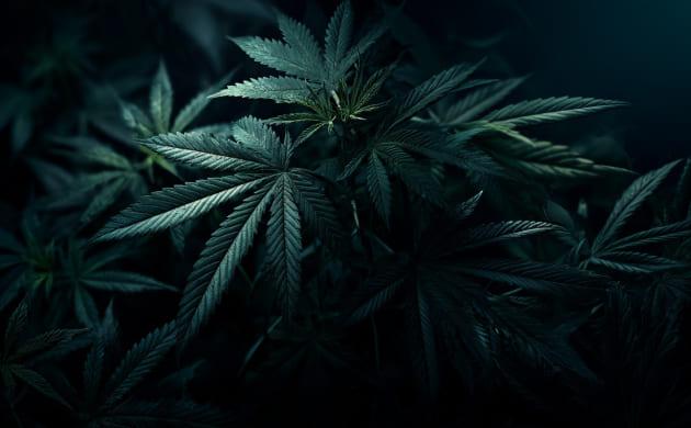 Как избежать самопроизвольной ревегетации?