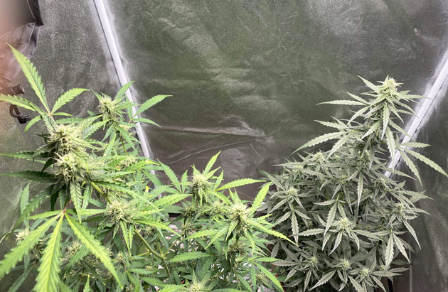 Кусты Banana Purple Punch Auto от FastBuds на 8 неделе