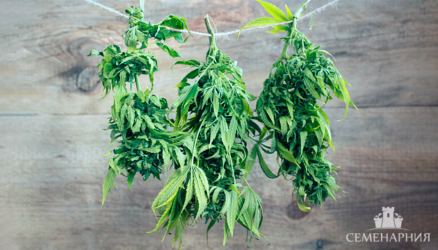 Сбор урожая конопли