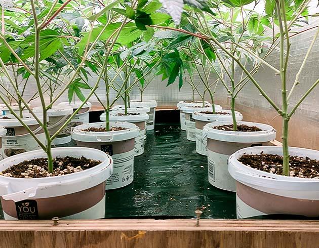 Кусты Godzilla Glue #4 на 5 неделе развития