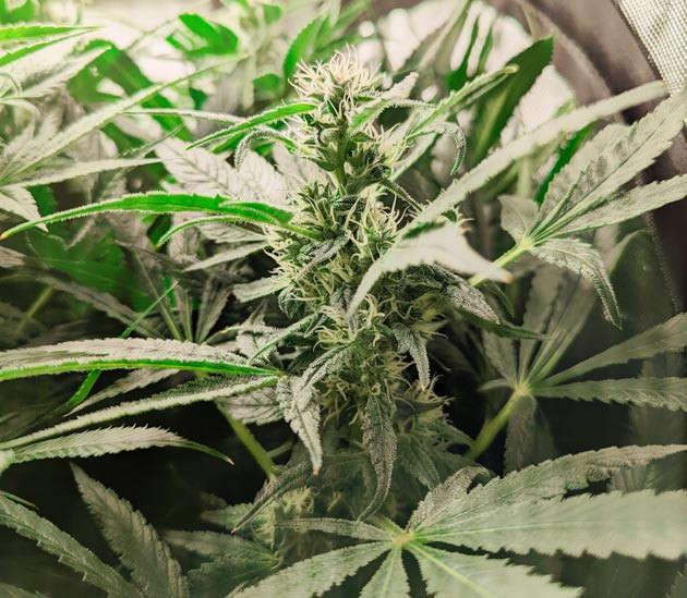 Куст Green Gelato от Royal Queen Seeds на 13-14 неделе